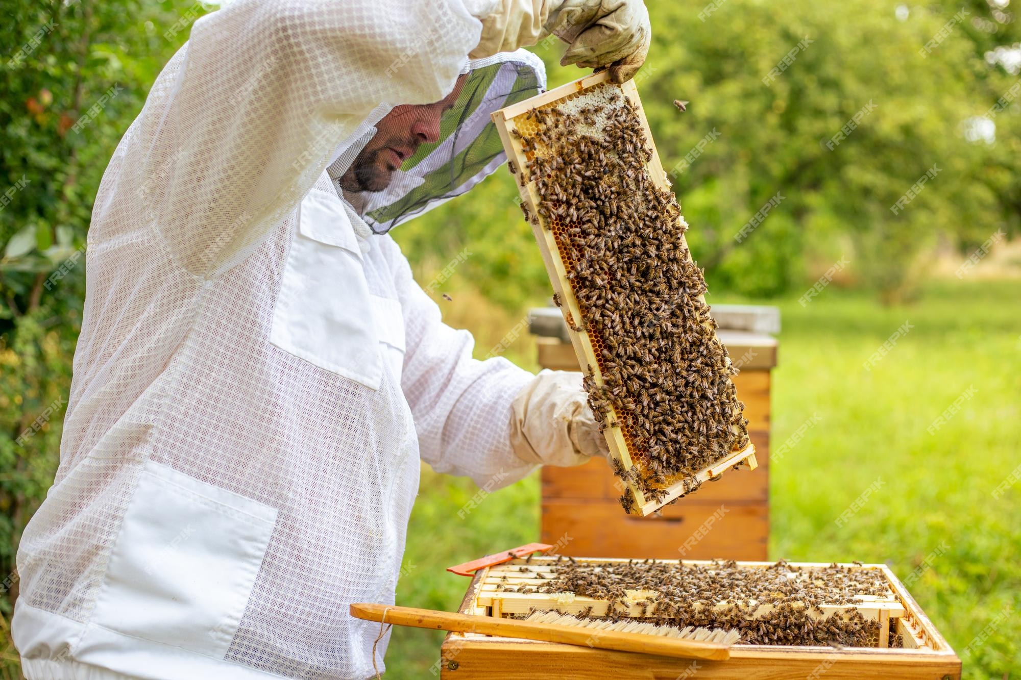 BEEKEEPER definição e significado