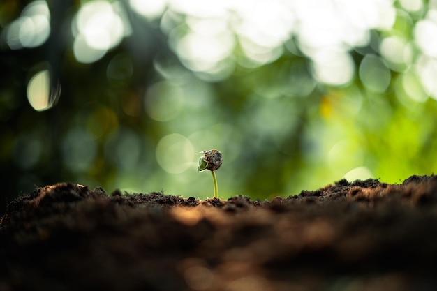 Conceito de árvores de crescimento Mudas de feijão de café fundo da natureza árvore de café