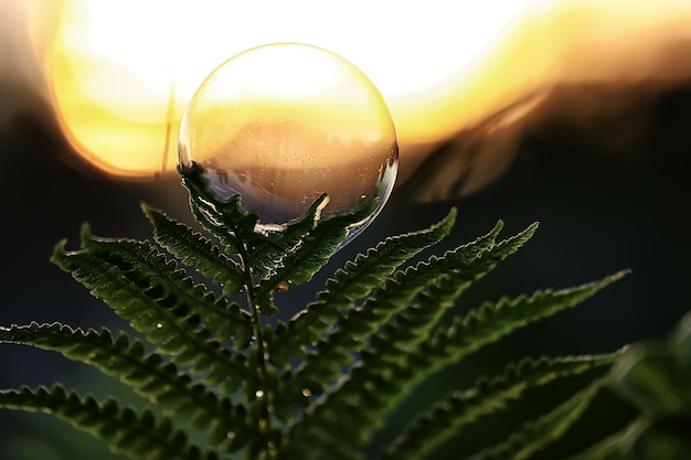 Conceito de bolha de sabão pétala natureza pureza do ar, bolha de ar em uma pétala de flor