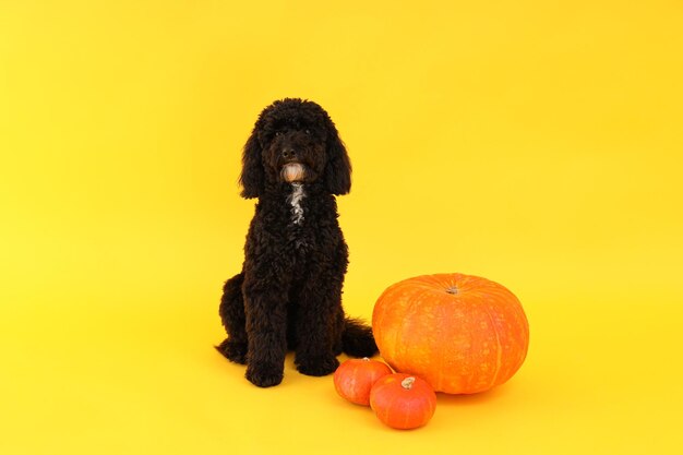 Conceito de cão de Halloween e abóboras em fundo amarelo