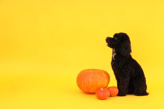 Conceito de cão de Halloween e abóboras em fundo amarelo