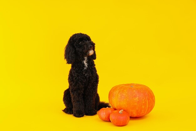 Conceito de cão de Halloween e abóboras em fundo amarelo