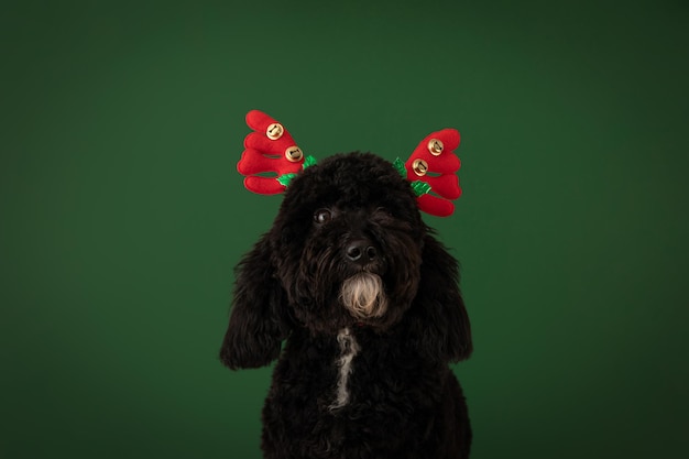Conceito de cão de Natal engraçado feliz Natal
