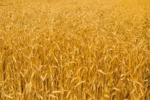Conceito de colheita de fundo de textura de campo de trigo dourado
