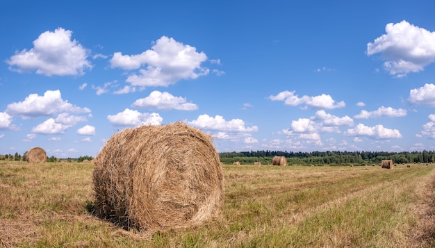 Conceito de colheita de pão com campo agrícola com fardos de feno