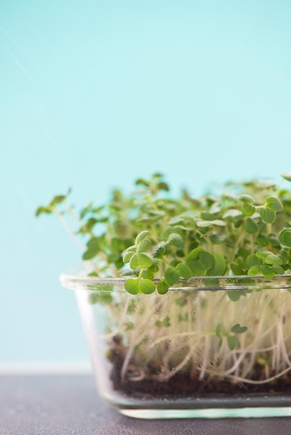 Conceito de comida saudável crescendo caixas de pequenas empresas com microverdes de mostarda superalimento