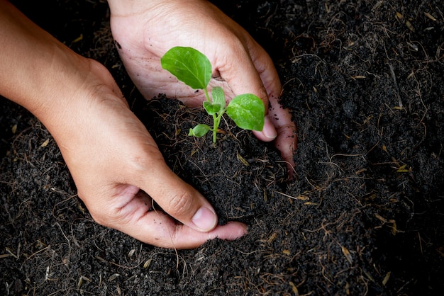 Conceito de crescimento, as mãos estão plantando as mudas no solo