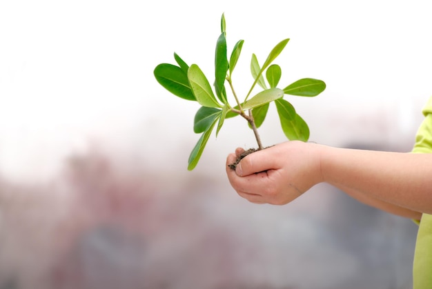 conceito de crescimento com planta pequena na mão