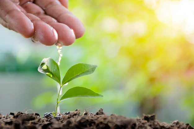 Conceito de crescimento do negócioContinuação do investimento e rentabilidadeAs mãos que estão regando a muda Para crescer em uma grande árvore com capacidade de autocuidadoCrescimento estávelA estabilidade é tangível