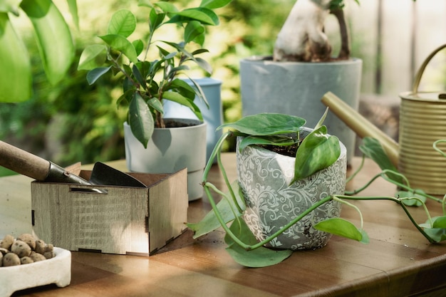 Conceito de cuidado de plantas domésticas Vasos de plantas na mesa ao ar livre