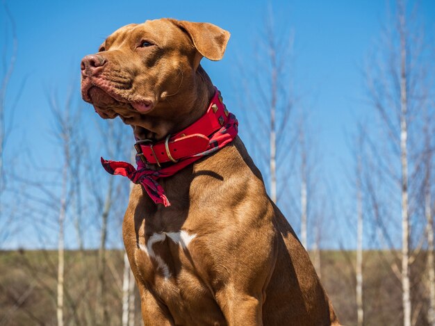 Conceito de cuidado, educação, treinamento de obediência, criação de animais de estimação