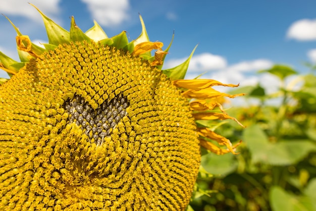 conceito de cultivo de girassol contra o céu azul ensolarado