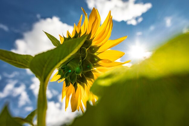 conceito de cultivo de girassol contra o céu azul ensolarado