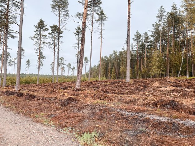 Foto conceito de desmatamento e danos ambientais nas florestas da europa área de desmatamentos ilegais