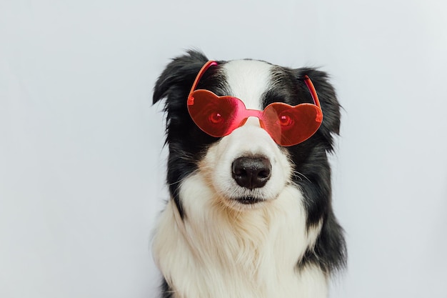 Conceito de dia dos namorados engraçado cãozinho border collie em óculos vermelhos em forma de coração isolados em branco