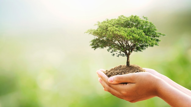 Conceito de Eco Earth Day. mão segurando uma grande árvore crescendo