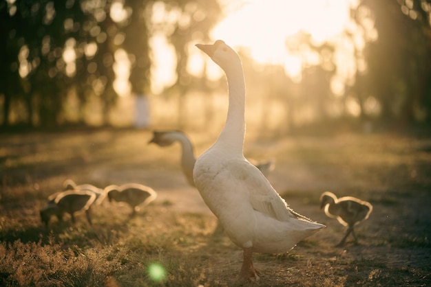 Conceito de fazenda de animais rebanho de gansos vivendo no campo da natureza da criação de aves pato branco ao ar livre e bando de gansos no conceito agrícola
