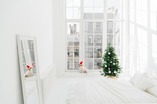 Conceito de Feliz Natal e Ano Novo Decoração de férias Cão pedigree em Papai Noel no peitoril da janela do espaçoso quarto decorado espelho de abeto com reflexo do quarto