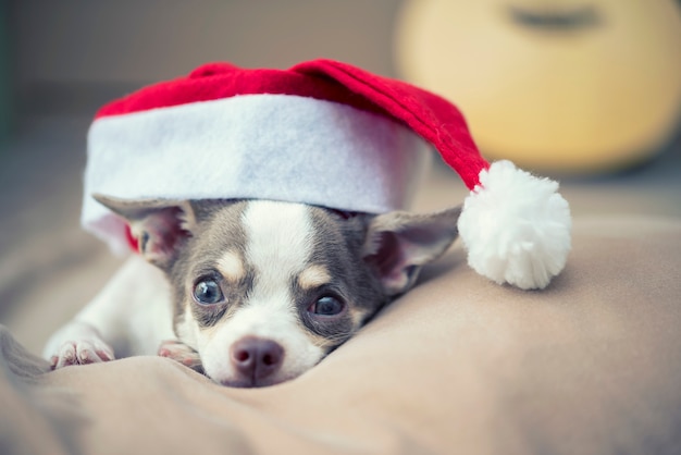 Conceito de feliz natal. um cão bonito pequeno com o chapéu de santa na cama. fundo de férias.