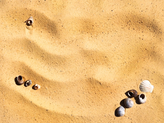 Conceito de férias de verão: belas conchas na areia da praia com espaço para texto