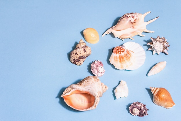 Conceito de férias de verão. Conchas do mar variadas em um fundo azul pastel. Uma luz forte moderna, sombra escura, camada plana, vista de cima