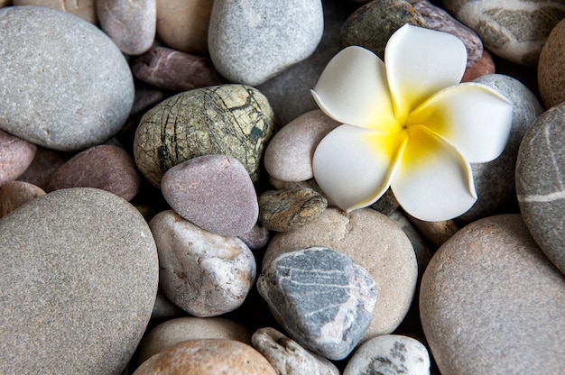 Conceito de férias de verão. Flor de frangipani branca em um fundo de pedras do mar