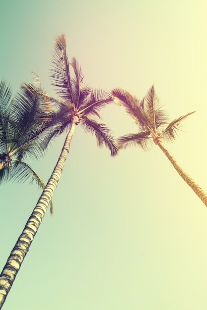 Foto conceito de férias de viagem de verão. palmeiras bonitas no fundo do céu azul.