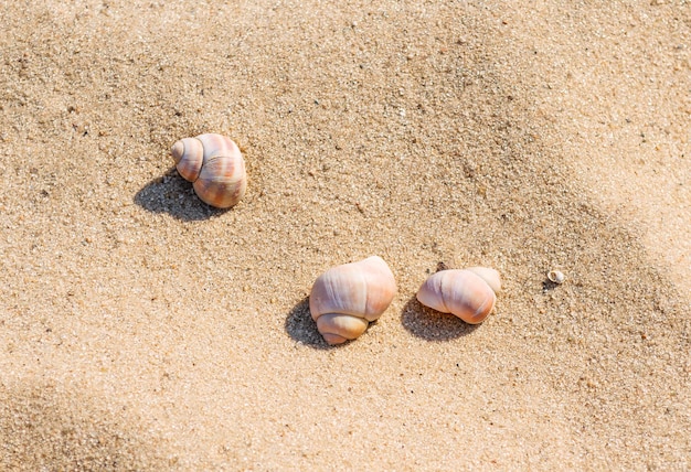 Conceito de férias na praia. três conchas na areia dourada