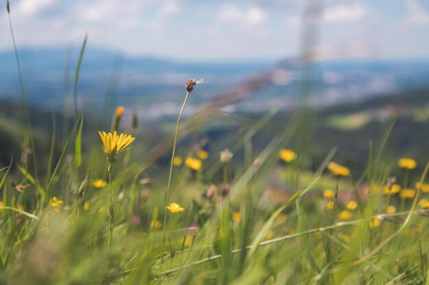 Conceito de férias para caminhadas Bonitas flores frescas no prado de flores silvestres de verão colorido de primavera