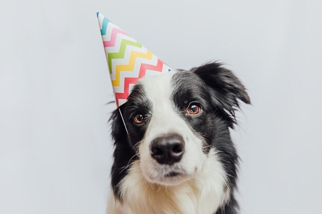 Foto conceito de festa de aniversário feliz cãozinho engraçado border collie usando chapéu de aniversário tolo isolado em fundo branco cão de estimação no dia de aniversário