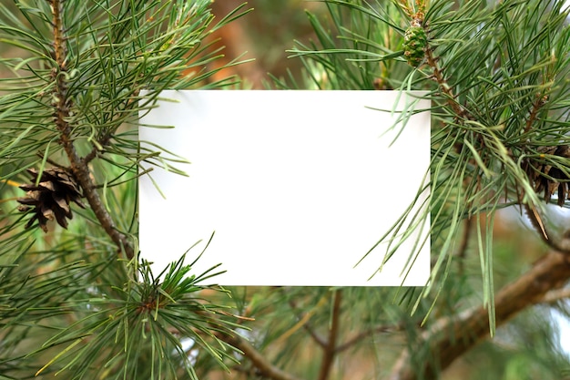 Foto conceito de floresta de pinheiros. papel branco isolado em pinheiro na floresta