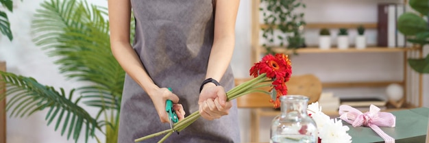 Conceito de florista Florista feminina cortando caules de gerbera vermelha com tesoura para fazer buquê de flores