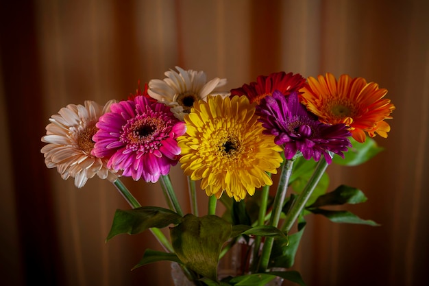 Conceito de gerberas para dia dos namorados ou dia das mulheres ou dia das mães ..