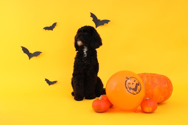 Conceito de Halloween Dog e acessórios de Halloween em fundo amarelo