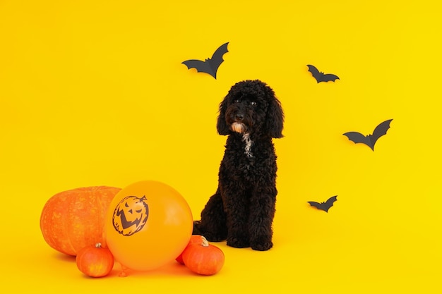 Conceito de Halloween Dog e acessórios de Halloween em fundo amarelo