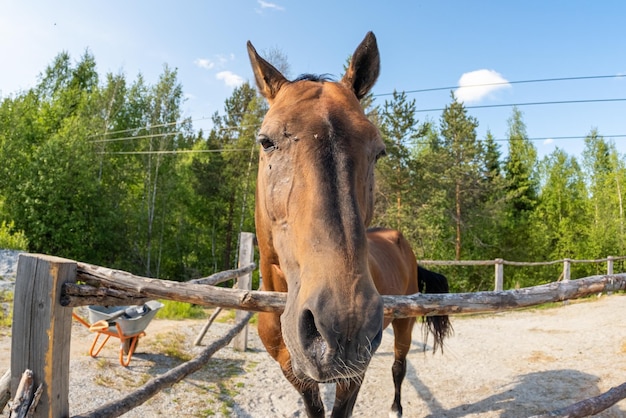 Conceito de hipódromo, gado moderno, garanhões de cavalos marrons em estábulo relaxando na corra de treinamento