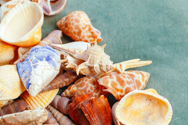 Conceito de horário de verão com estrela de peixe e conchas do mar