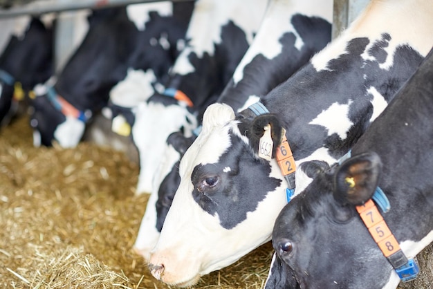 conceito de indústria agrícola, agricultura e pecuária - rebanho de vacas a comer feno no celeiro de uma quinta leiteira