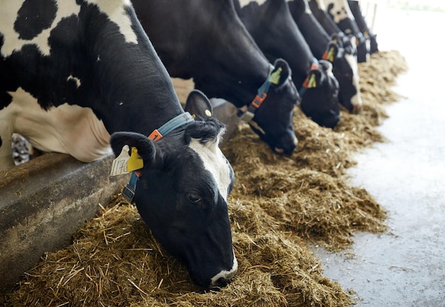 conceito de indústria agrícola, agricultura e pecuária - rebanho de vacas a comer feno no celeiro de uma quinta leiteira