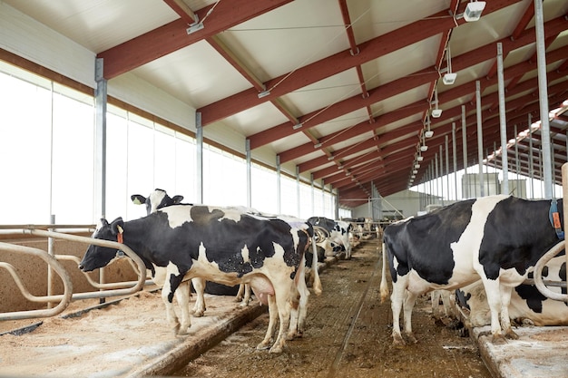 conceito de indústria agrícola, agricultura e pecuária - rebanho de vacas em estábulo numa quinta leiteira