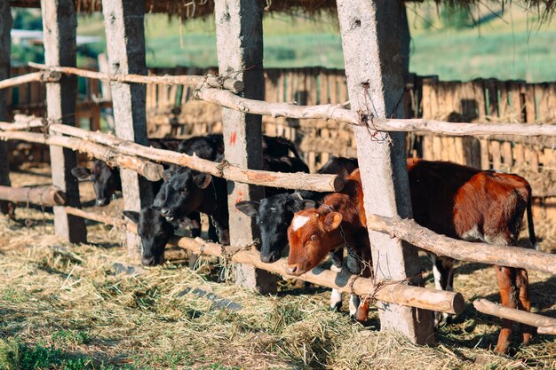 Conceito de indústria agrícola, agricultura e pecuária.