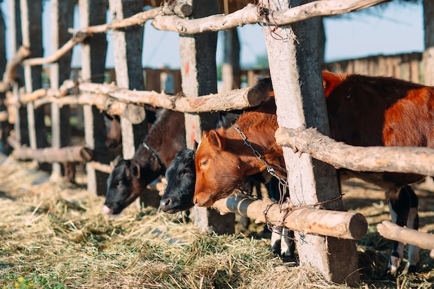 Conceito de indústria agrícola, agricultura e pecuária.