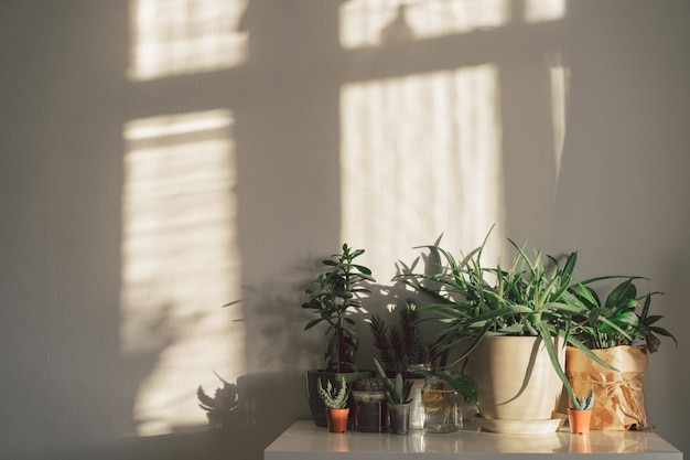 Conceito de jardinagem doméstica com vários vasos de plantas, suculentas, parede branca