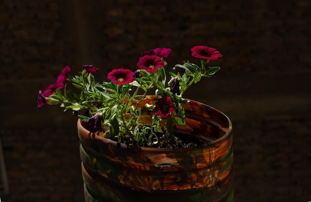 Conceito de jardinagem doméstica e plantio de flores em vaso Flores em vasos Plantas decorativas em vasos