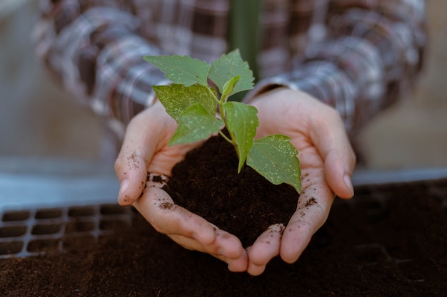 Conceito de jardinagem duas mãos grandes segurando uma planta viva com terra preta mostrando na frente de uma câmera.