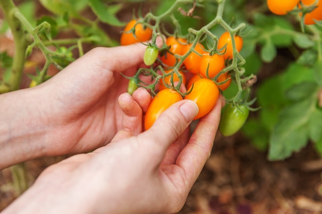 Conceito de jardinagem e agricultura. Mulher trabalhadora agrícola colhendo tomates orgânicos maduros