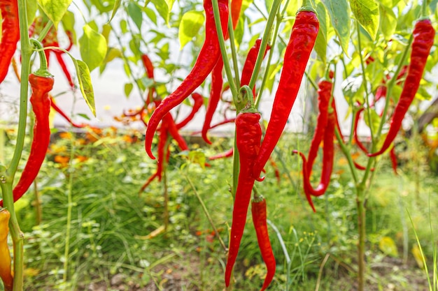 Conceito de jardinagem e agricultura perfeito pimenta orgânica fresca e madura pronta para colheita em