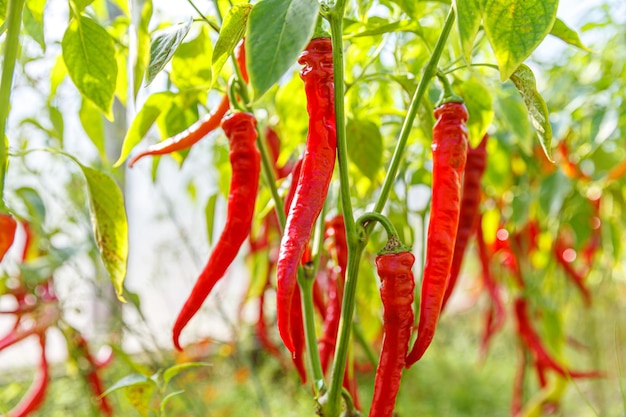 Conceito de jardinagem e agricultura perfeito pimenta orgânica fresca e madura pronta para colheita em