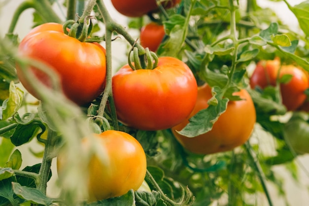 Conceito de jardinagem e agricultura Tomates vermelhos orgânicos maduros frescos crescendo em estufa Produção de estufa Vegetal vegan vegetariano produção de alimentos cultivados em casa