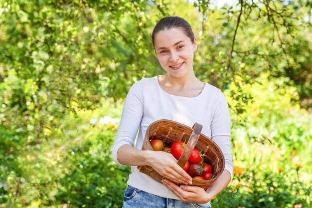 Conceito de jardinagem e agricultura. Trabalhador de fazenda jovem segurando cesta colhendo tomates orgânicos maduros frescos no jardim. Produto de estufa. Produção de alimentos vegetais